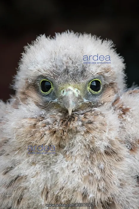 : Young Common Common Kestrel (Falco tinnunculus) : Young Common Common Kestrel (Falco tinnunculus)