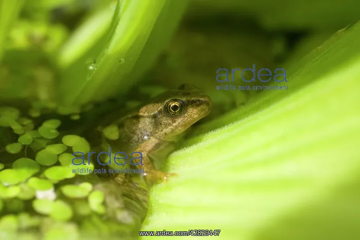 : Young Common Frog : Young Common Frog