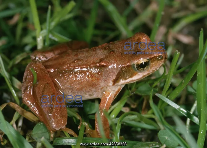: Young Common Frog - Showing reddish / red leg colouration : Young Common Frog - Showing reddish / red leg colouration