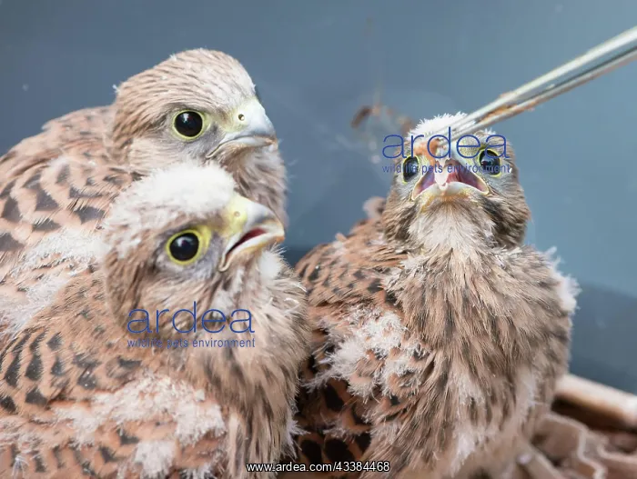 : Three young common kestrels (Falco tinnunculus) : Three young common kestrels (Falco tinnunculus)