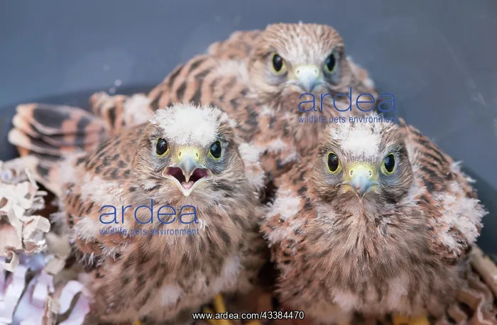 : Three young common kestrels (Falco tinnunculus) : Three young common kestrels (Falco tinnunculus)