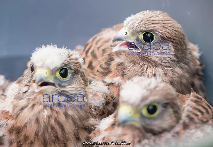: Three young common kestrels (Falco tinnunculus) : Three young common kestrels (Falco tinnunculus)