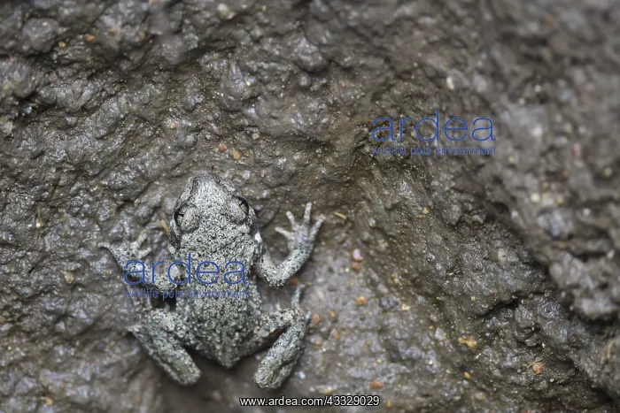 : Young Common Midwife Toad (Alytes obstetricans) : Young Common Midwife Toad (Alytes obstetricans)
