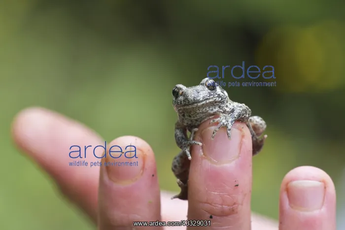 : Young Common Midwife Toad (Alytes obstetricans) : Young Common Midwife Toad (Alytes obstetricans)