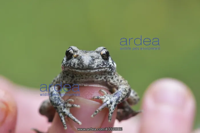 : Young Common Midwife Toad (Alytes obstetricans) : Young Common Midwife Toad (Alytes obstetricans)