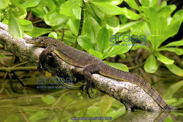 : A young Common Monitor Lizard rests (sunbathing : A young Common Monitor Lizard rests (sunbathing