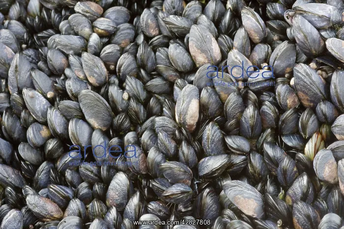 : Young Common Mussel exposed at low tide : Young Common Mussel exposed at low tide
