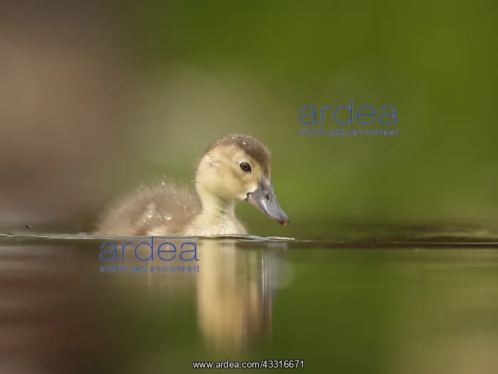 : A young Common Pochard (Aythya ferina) approaches : A young Common Pochard (Aythya ferina) approaches