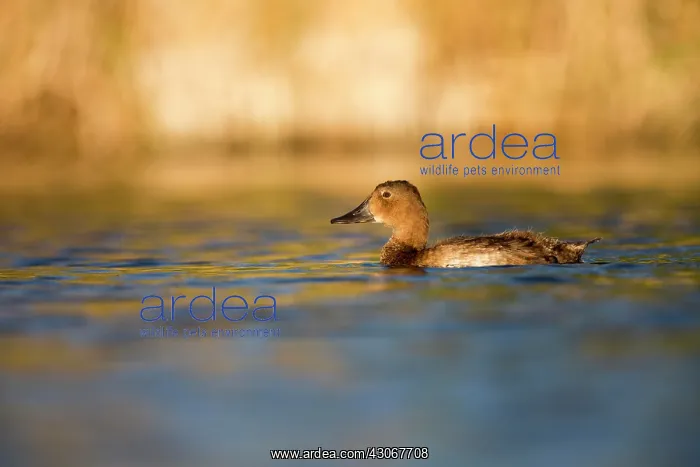 : Young Common Pochard (Aythya ferina) on water, Ciudad : Young Common Pochard (Aythya ferina) on water, Ciudad