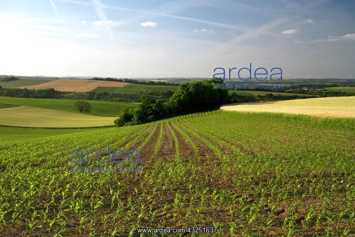 : Young corn crop grows west of Angouleme : Young corn crop grows west of Angouleme