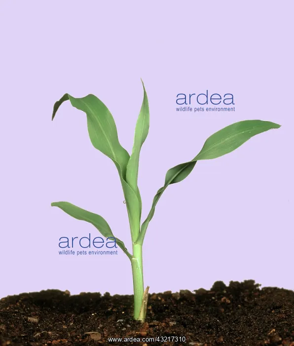 : Young corn plant : Young corn plant