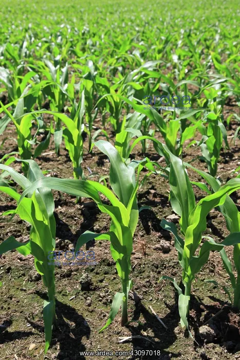 : Young Corn Plants : Young Corn Plants
