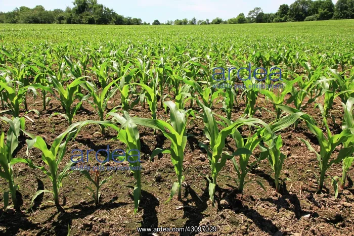 : Young Corn Plants : Young Corn Plants