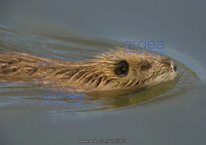 : Young Coypu / Nutria - juvenile swimming : Young Coypu / Nutria - juvenile swimming