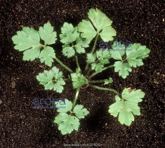 : Young creeping buttercup : Young creeping buttercup