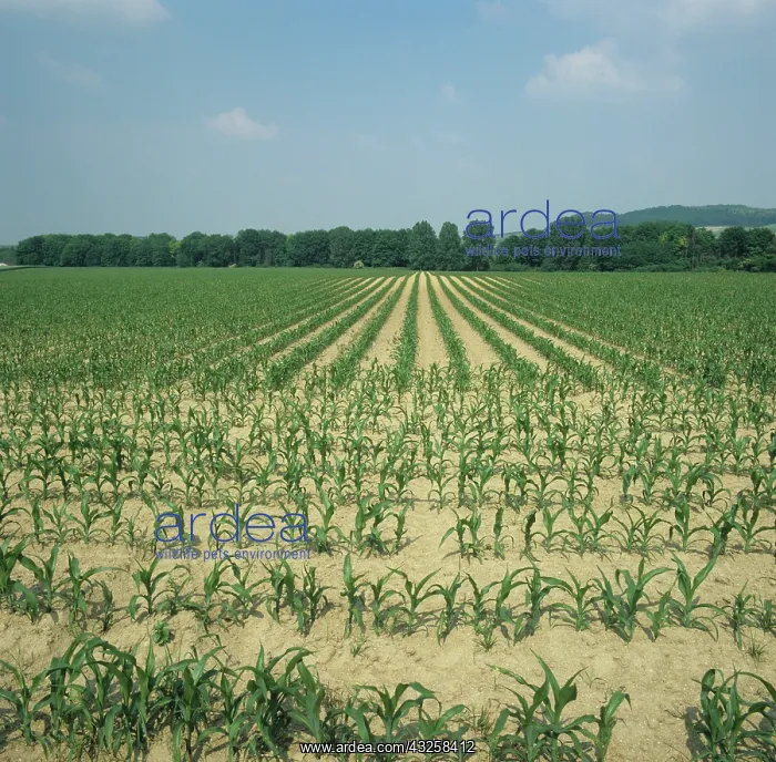 : Young crop of Corn, Champagne Region, France : Young crop of Corn, Champagne Region, France