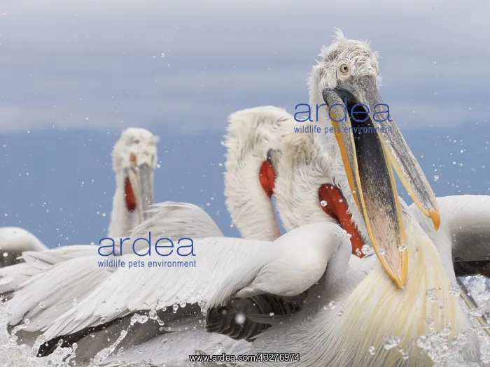 : A young Dalmatian Pelican (Pelecanus crispus)on : A young Dalmatian Pelican (Pelecanus crispus)on