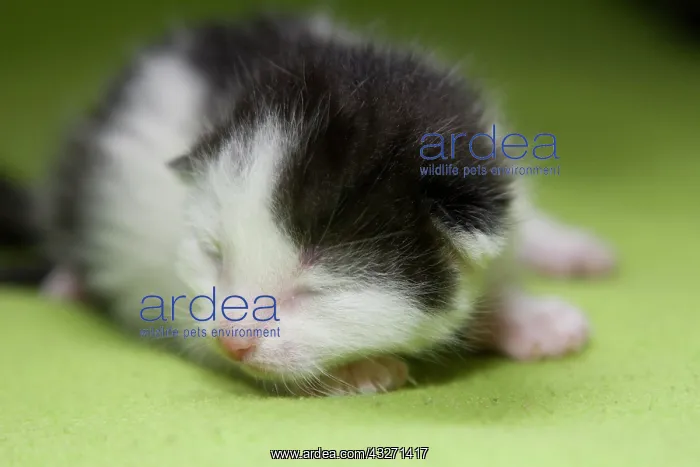 : Young, few days old kitten, eyes still closed : Young, few days old kitten, eyes still closed