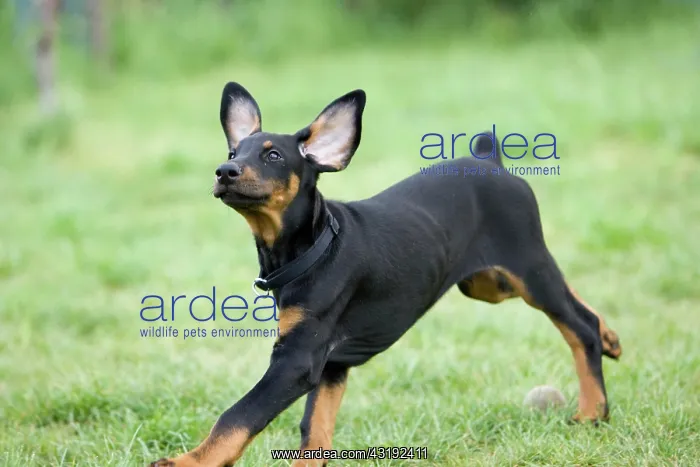 : Young Doberman Pinscher : Young Doberman Pinscher