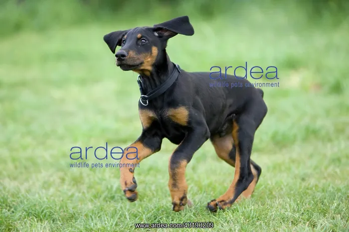 : Young Doberman pinscher dog : Young Doberman pinscher dog