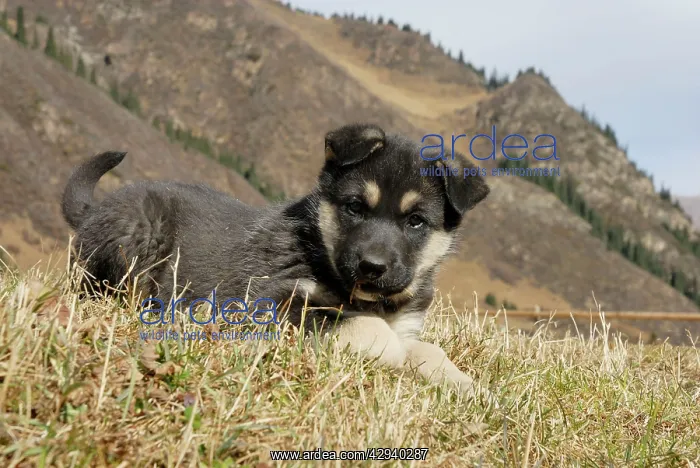 : Young dog, Tienschan : Young dog, Tienschan