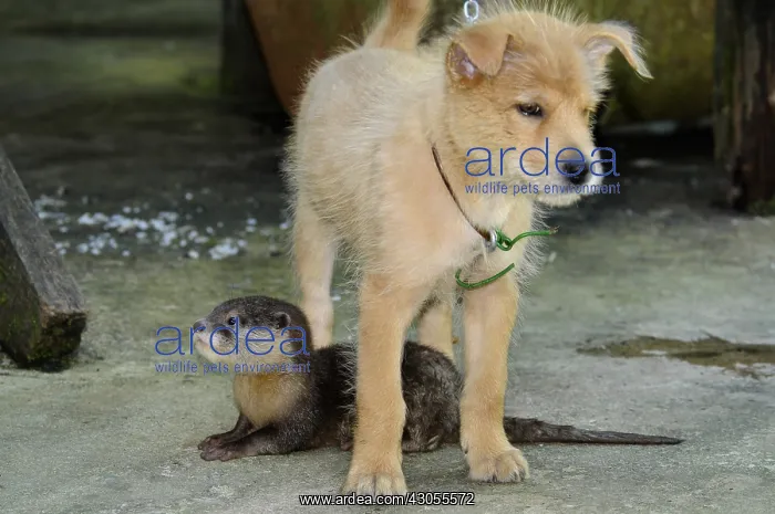 : Young Dog and young Otter adopted in a village Sabah : Young Dog and young Otter adopted in a village Sabah