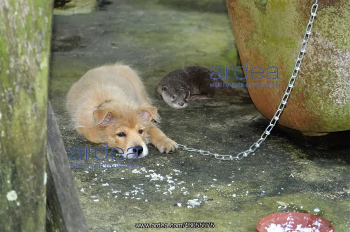 : Young Dog and young Otter adopted in a village Sabah : Young Dog and young Otter adopted in a village Sabah