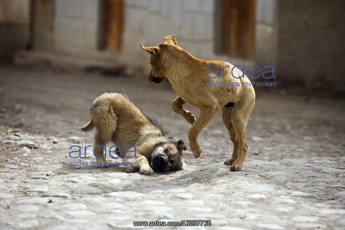 : Young Dogs playing in a street Ollantaytambo Peru : Young Dogs playing in a street Ollantaytambo Peru