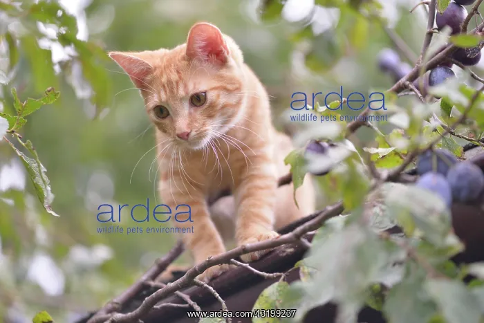 : Young domestic cat (Felis silvestris catus) on shed : Young domestic cat (Felis silvestris catus) on shed