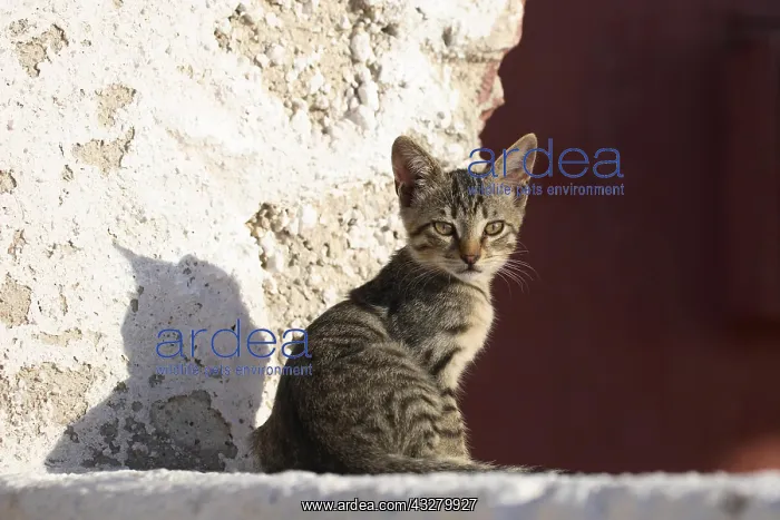  : Young domestic cat (Felis silvestris catus) sitting