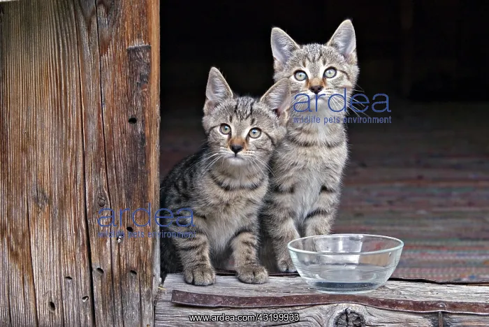 : Young domestic cats, kittens, Eng-Alm, Karwendel : Young domestic cats, kittens, Eng-Alm, Karwendel