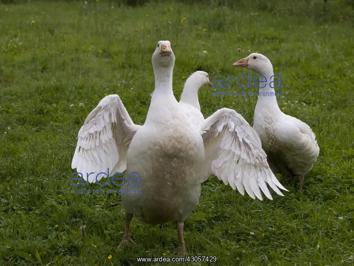: Young domestic geese making a charge of intimidation : Young domestic geese making a charge of intimidation