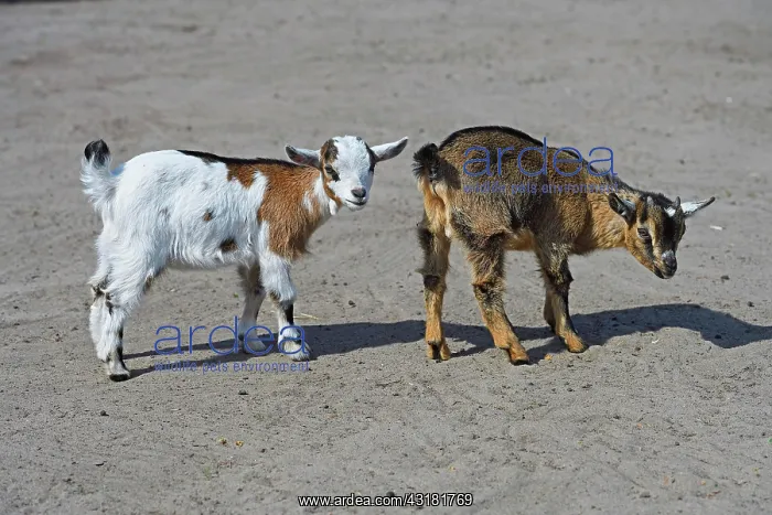 : Young domestic goats (Capra aegagrus hircus) (formerly : Young domestic goats (Capra aegagrus hircus) (formerly