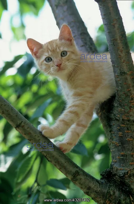 : Young domestic kitten, 9 weeks old : Young domestic kitten, 9 weeks old
