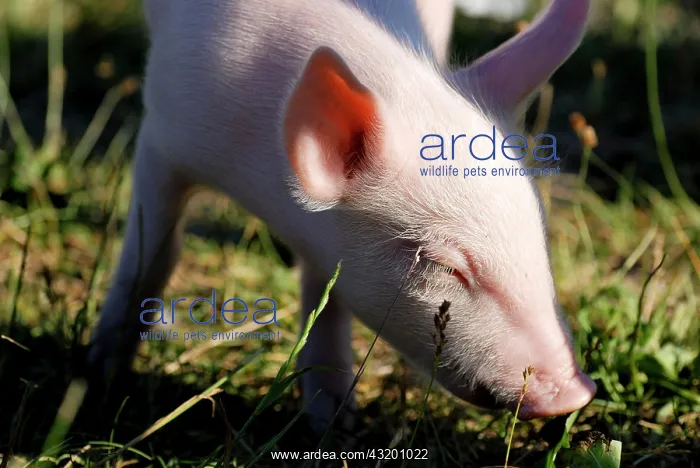 : Young domestic pig (Sus scrofa domestica) happily : Young domestic pig (Sus scrofa domestica) happily