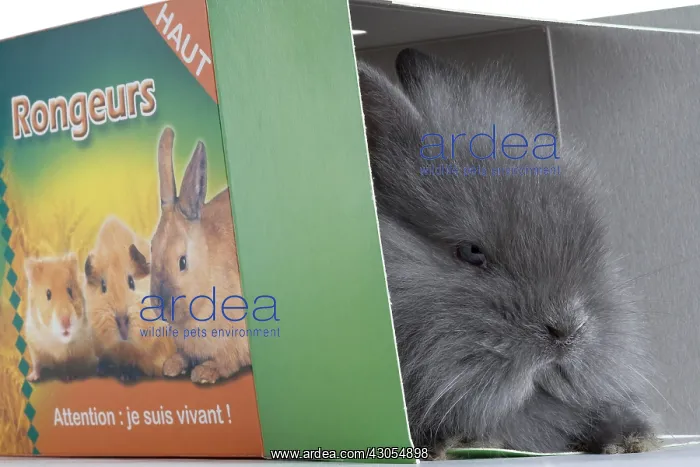 : Young domestic rabbit in a box transport : Young domestic rabbit in a box transport