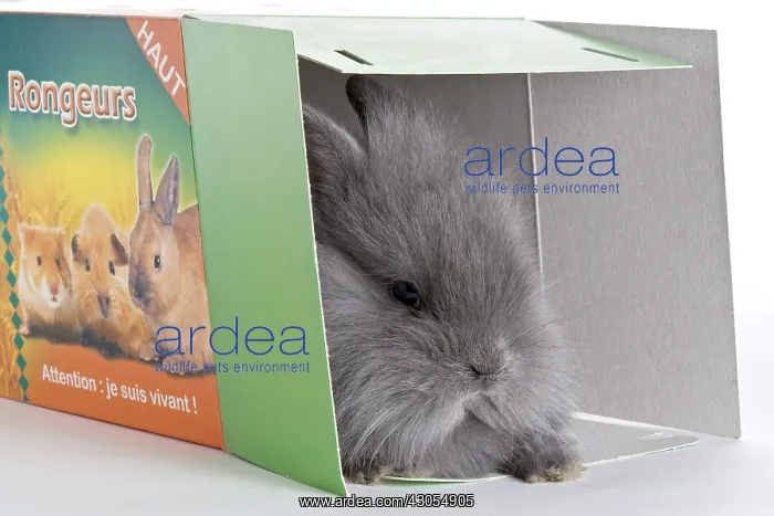 : Young domestic rabbit in a box transport : Young domestic rabbit in a box transport