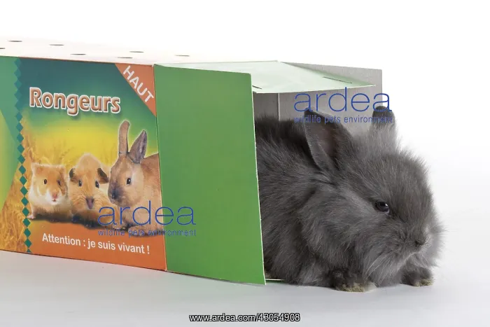 : Young domestic rabbit in a box transport : Young domestic rabbit in a box transport