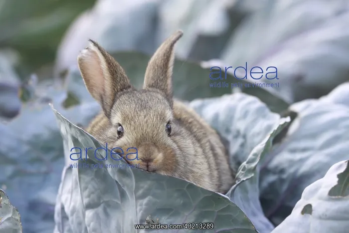 : Young domestic rabbit in cabbage France : Young domestic rabbit in cabbage France