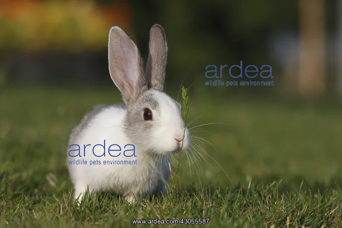 : Young Domestic Rabbit eating grass on turf Alsace : Young Domestic Rabbit eating grass on turf Alsace