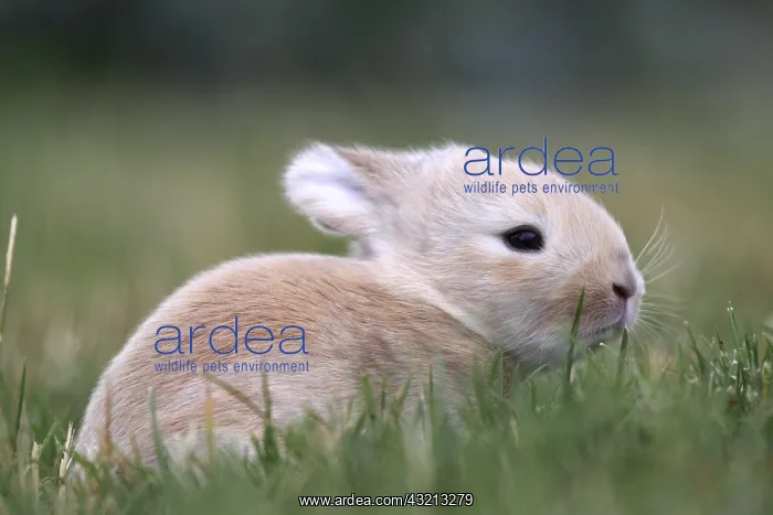 : Young domestic rabbit in grass France : Young domestic rabbit in grass France