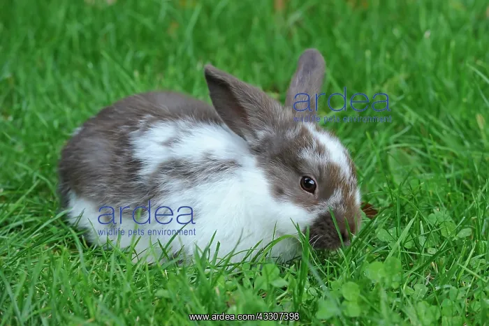 : Young Domestic Rabbit (Oryctolagus cuniculus forma : Young Domestic Rabbit (Oryctolagus cuniculus forma