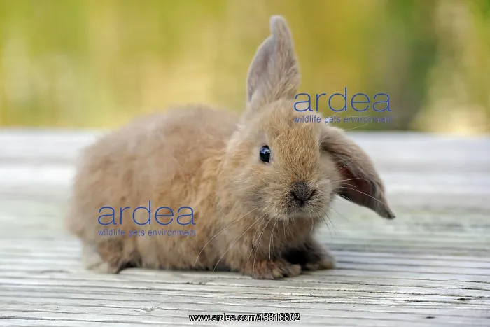 : Young Domestic Rabbit (Oryctolagus cuniculus forma : Young Domestic Rabbit (Oryctolagus cuniculus forma