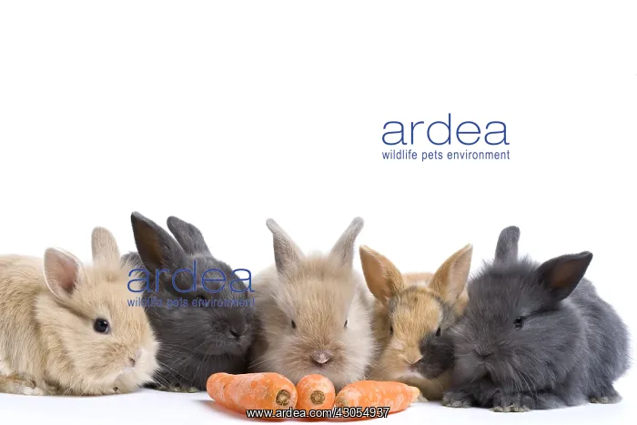 : Young domestic rabbits eating carots : Young domestic rabbits eating carots