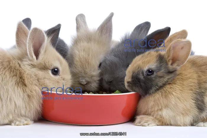 : Young domestic rabbits eating croquettes : Young domestic rabbits eating croquettes