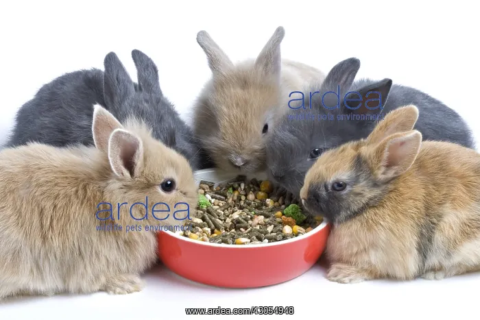 : Young domestic rabbits eating croquettes : Young domestic rabbits eating croquettes