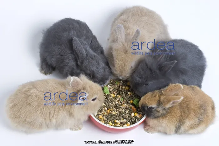 : Young domestic rabbits eating croquettes : Young domestic rabbits eating croquettes