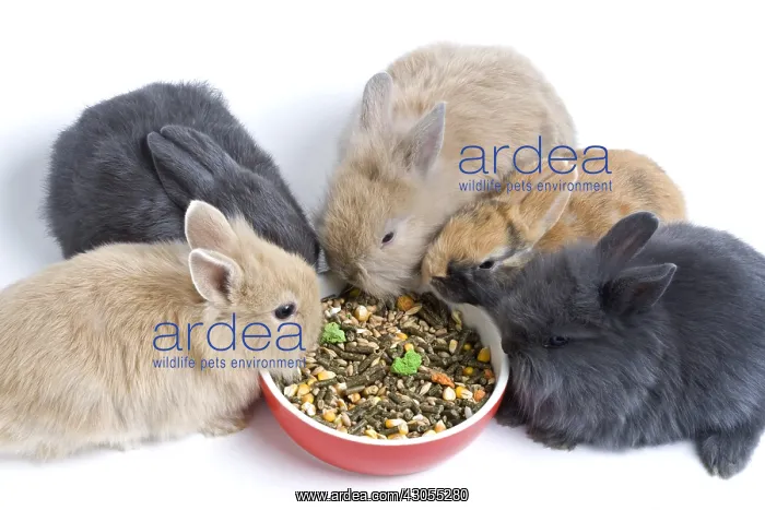 : Young domestic rabbits eating croquettes : Young domestic rabbits eating croquettes
