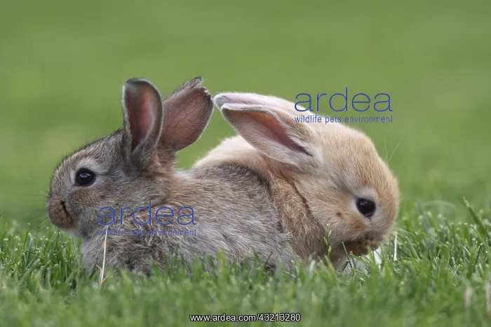 : Young domestic rabbits in grass France : Young domestic rabbits in grass France