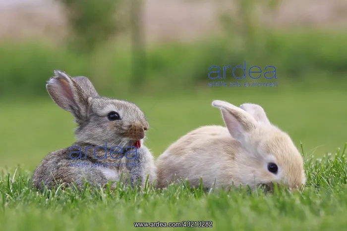 : Young domestic rabbits in grass France : Young domestic rabbits in grass France